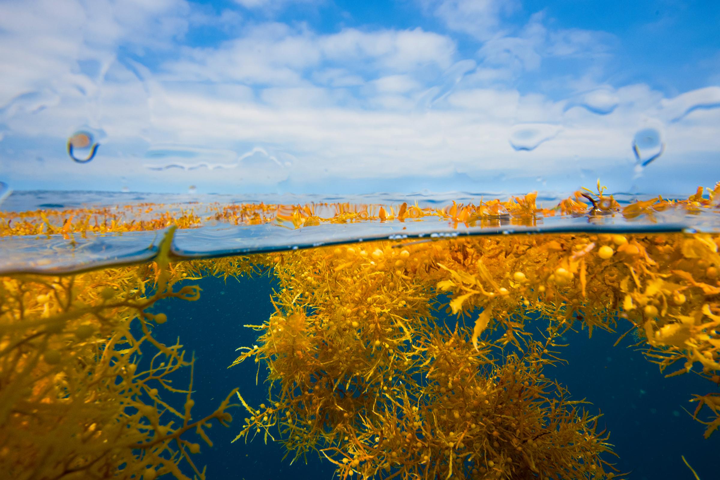 View of seaweed in the ocean, both above and below water. A blue sky with large, wide clouds is seen on the horizon.