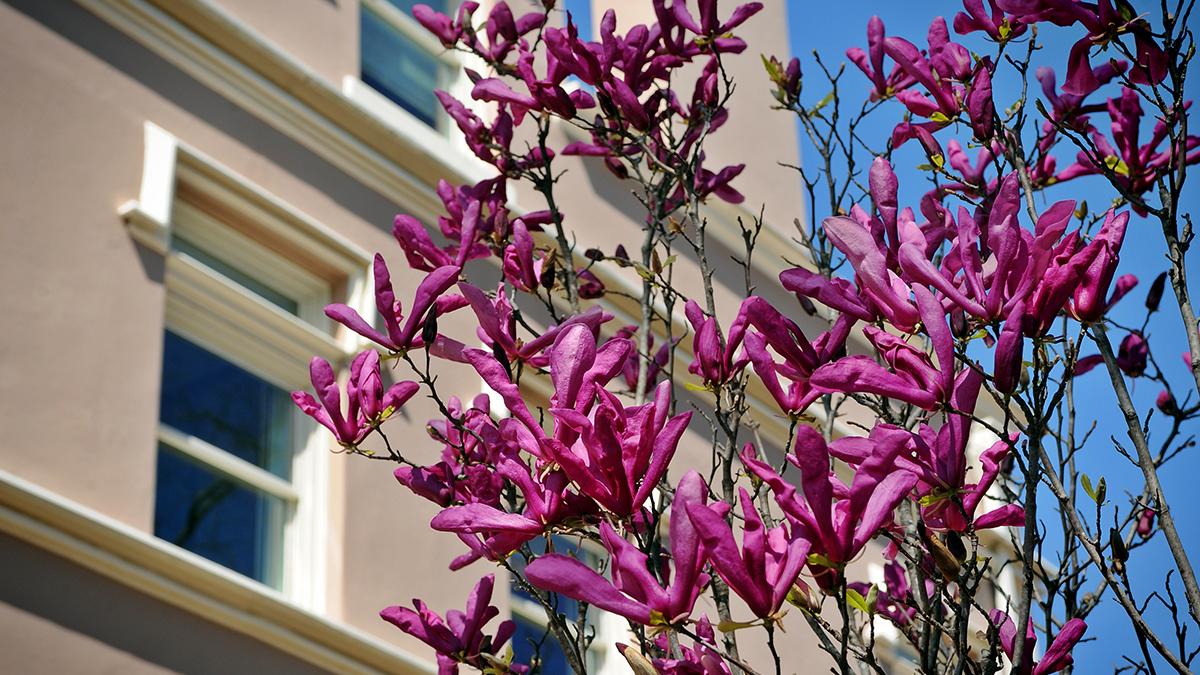 Flowers in front of Campus Y Building